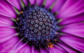 Closeup Flower Macro #2 by Dewan Demmer Photography